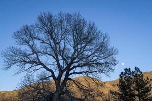 albero silhouette a Colorado ai piedi foto