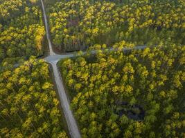 strada attraversamento a Alba - apalachicola nazionale foresta nel Florida, aereo Visualizza foto