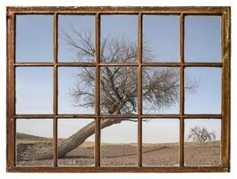 alberi su Colorado prateria - finestra Visualizza foto
