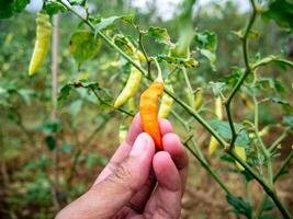 mani provando per raccogliere maturo peperoncino di Cayenna peperoni foto