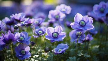 ai generato viola anemone fiori avvicinamento all'aperto nel estate o primavera foto