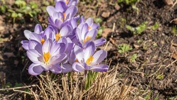 primavera in crescita fiori e natura. viola e bianca bellissimo crochi fioritura. presto primavera floreale sfondo foto