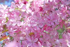 avvicinamento di rosa Mela albero fiori contro un' blu cielo. foto