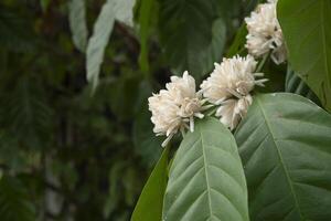 il bellezza di bianca caffè fiori su un' albero nel un' fioritura giardino, nel il colorato, naturale ambientazione foto