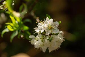 vicino su di Scrivi prugna fiore fioritura nel primavera. selettivo messa a fuoco foto