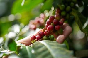 caffè contadino raccolta maturo ciliegia fagioli per raccolta foto