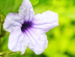 piccolo fiori di ruellia humilis o viola kencana su un' verde ramo. indonesiano impianti, asiatico natura foto