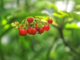 piccolo rosso frutti di bosco su un' verde ramo. tailandese impianti, asiatico natura foto