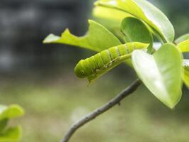 verde papilio macaone farfalla bruco su verde foglia pianta su un' estate giorno foto