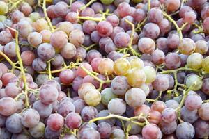 primavera raccogliere di rosa uva. rosso vino uva sfondo. foto