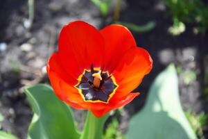 rosso tulipani nel il casa giardino su un' soleggiato giorno. foto