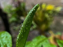 acqua goccioline su bellissimo verde le foglie foto