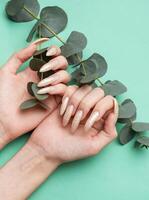 femmina mani con manicure e un' ramo di eucalipto foto