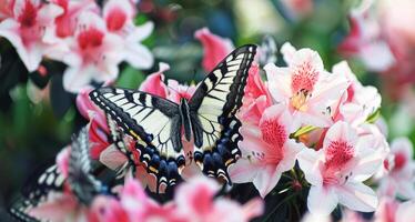 ai generato farfalla arroccato su vivace rosa azalea fioriture foto