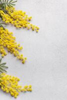 fresco giallo mimosa fiori disposte su il angolo di un' leggero grigio sfondo foto