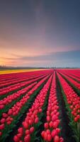 ai generato foto di bellissimo tulipano i campi nel zuidholland Olanda. ai generato