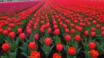ai generato foto di campo di colorato tulipani rosso campo primavera. ai generato