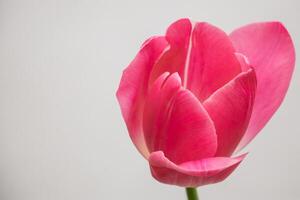 fiore di tulipano da vicino. coltivare tulipani a casa. foto