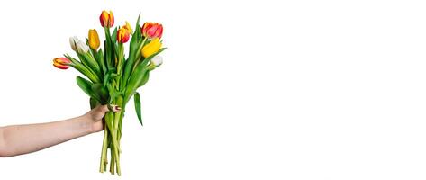 femmina mani Tenere mazzo di fresco colorato tulipani. primavera fiori su bianca sfondo. foto