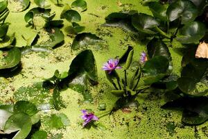 selettivo messa a fuoco di acqua giglio fiori nel fioritura. foto