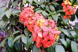 selettivo messa a fuoco di bauhinia fiori nel fioritura. foto