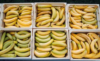 di legno scatole con maturo banane. banane su il contatore. verdura e frutta mercato. succoso colori di frutta. foto