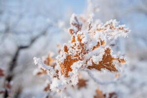 congelato brina le foglie. freddo inverno nel il boschi. i fiocchi di neve su il erba. giallo asciutto foglia sotto il neve. il bellezza di natura. avvicinamento di il corona di il albero. inverno stagione foto