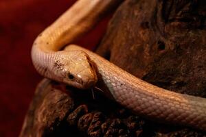 serpente leucistico Texas ratto foto