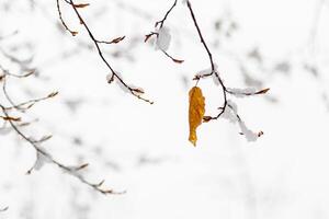 autunno le foglie coperto con neve foto