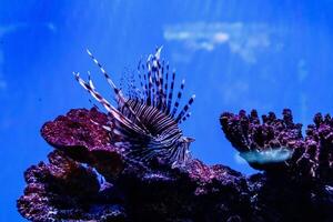 pesce pesce leone - zebra, pterois volitans foto