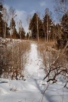 inverno strada nel il foresta. gatto delle nevi impronte foto