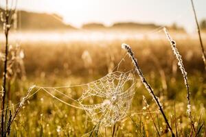 un' ragnatela con rugiada fra prato lame di erba, rugiada scintille dovuto per il di sole raggi. il prato è coperto con un' leggero nebbia. foto