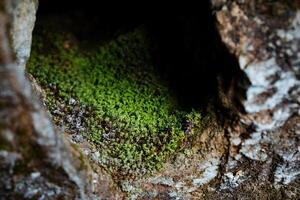 un' vicino tiro di verde muschio su un' roccia. il struttura di il superficie di pietre e alberi nel natura, piccolo impianti circostante noi foto