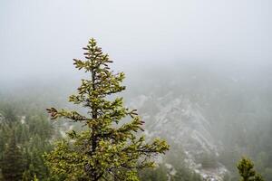 verde e giovane abete sorge su il montagna nel il mezzo di il nebbia. il montagne siamo coperto con il stesso pini. foto