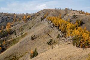 panoramico Visualizza di il montagne e autunno d'oro foresta di pino alberi su un' luminosa soleggiato giorno. i viaggiatori siamo visibile su il montagna gamma. attivo vacanze con il famiglia, un' viaggio per il montagne e foto