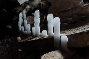 ghiaccio ghiacciolo grotta freddo. stalagmiglio nel il grotta nel inverno. il ghiacciato regno di il prigione. bianca leggero nel un' buio grotta. Ingresso per un' grande fossa metropolitana. foto