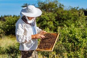 apicoltore è Lavorando con api e alveari su il apiario. apicoltore su apiario. foto