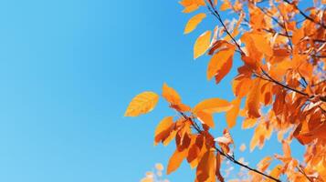 ai generato autunno le foglie contro un' chiaro blu cielo foto