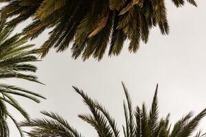 bellissimo palme foglia su bianca sfondo foto