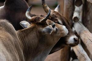 mucca e Toro abbraccio nel il campo foto