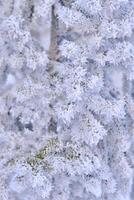 verde rami di il abete rosso e aghi siamo coperto con neve cristalli e brina dopo acuto inverno gelate. foto