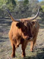 un' Marrone mucca con lungo corna in piedi nel un' campo foto