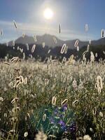 un' campo di erba con il sole splendente nel il sfondo foto