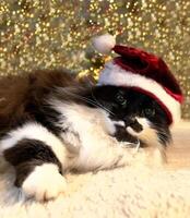 un' gatto indossare un' Santa cappello posa su il pavimento foto