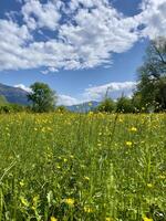 un' campo di giallo fiori foto