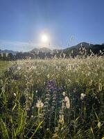 un' campo di alto erba foto