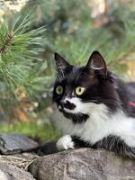 un' nero e bianca gatto con un' rosso collare foto