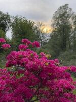 un' rosa fioritura albero nel il mezzo di un' campo foto