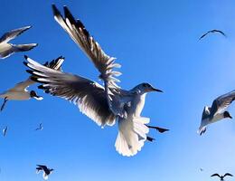 uno stormo di uccelli che volano nel cielo foto