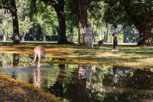 un' uomo e un' donna a piedi loro levriero cani nel il parco. foto